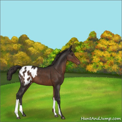 Horse Color:Liver Chestnut Appaloosa 