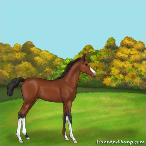 Horse Color:Brown Appaloosa 