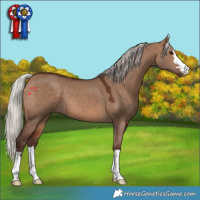 Horse Color:Silver Brown Dun 