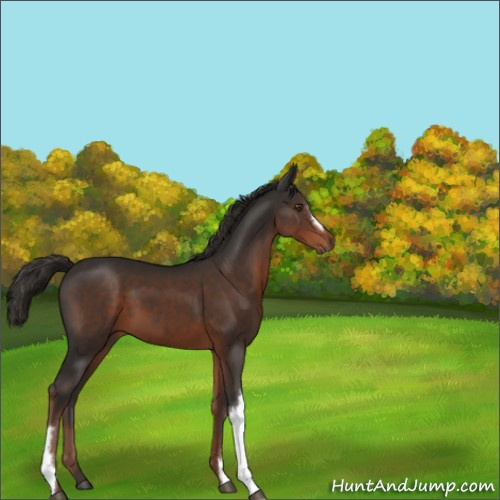 Horse Color:Liver Chestnut 