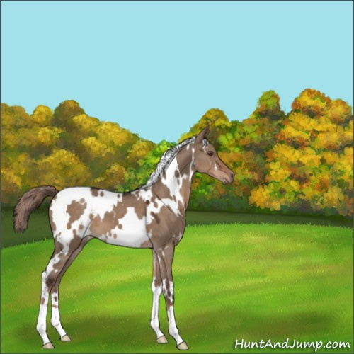 Horse Color:White Spotted Liver Red Dun 