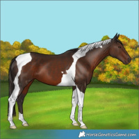 Horse Color:Liver Chestnut Tobiano 
