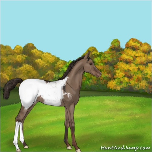 Horse Color:Liver Red Dun Appaloosa 