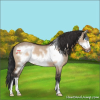 Horse Color:Bay Dun Frame 