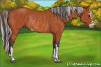 Horse Color:Bay Sabino Rabicano  and Silver Bay Sabino Rabicano 