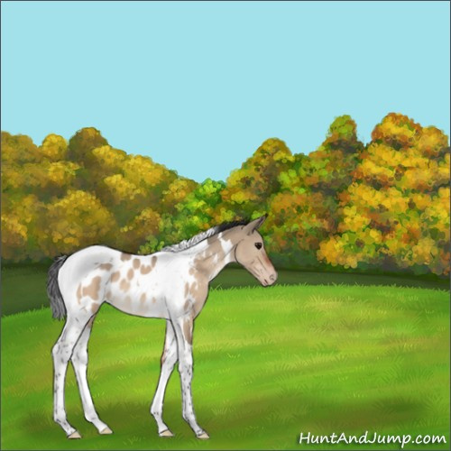 Horse Color:Bay Dun Tobiano Appaloosa 