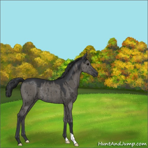 Horse Color:Grullo Rabicano Brindle 