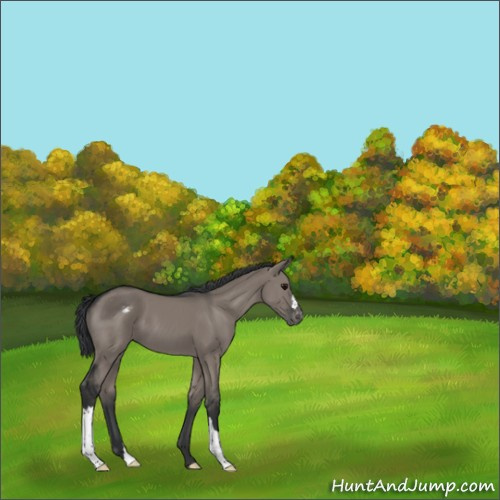 Horse Color:Grullo Appaloosa 