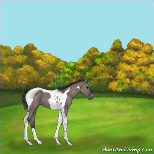 Horse Color:Grullo Tobiano Appaloosa 