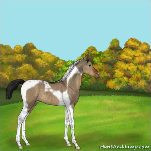 Horse Color:Gray Brown Dun Tobiano Appaloosa 
