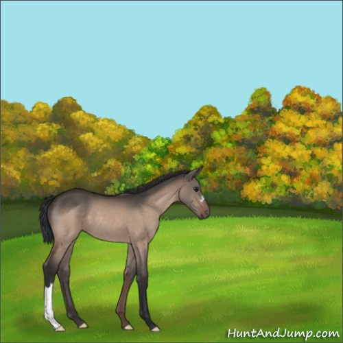 Horse Color:Brown Dun 