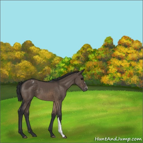 Horse Color:Brown Dun Appaloosa 