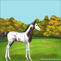 Horse Color:Brown Splash Tobiano Appaloosa 