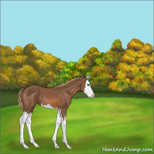 Horse Color:Chestnut Sabino Splash 