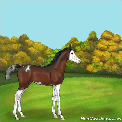 Horse Color:Bay Splash Appaloosa 