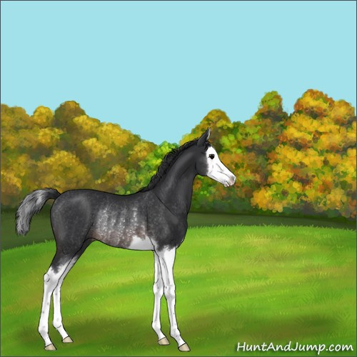 Horse Color:Brown Sabino Splash Rabicano 