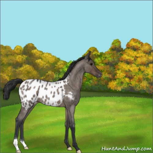 Horse Color:Brown Roan Dun Appaloosa 