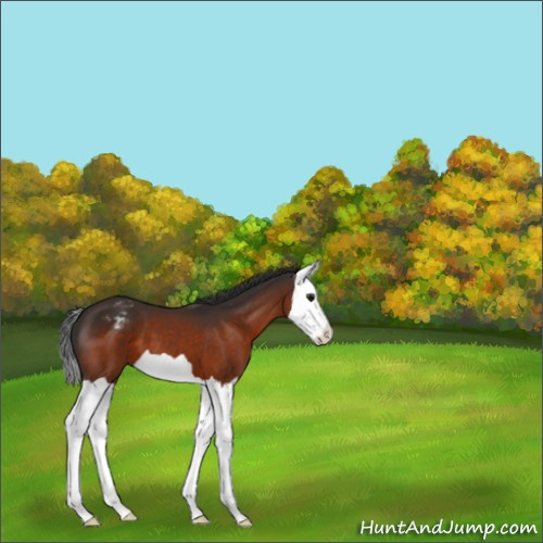 Horse Color:Brown Splash Appaloosa 