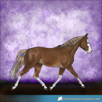 Horse Color:Chocolate Palomino Splash 