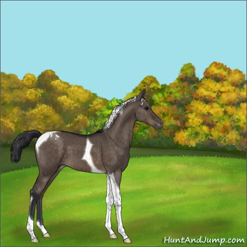 Horse Color:Brown Dun Tobiano Appaloosa 