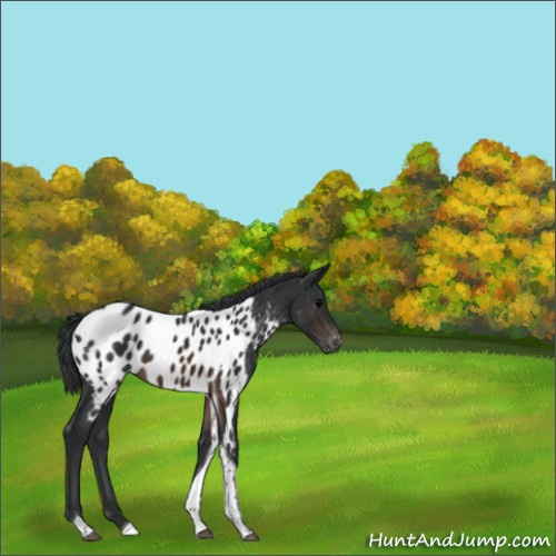 Horse Color:Brown Tobiano Appaloosa 