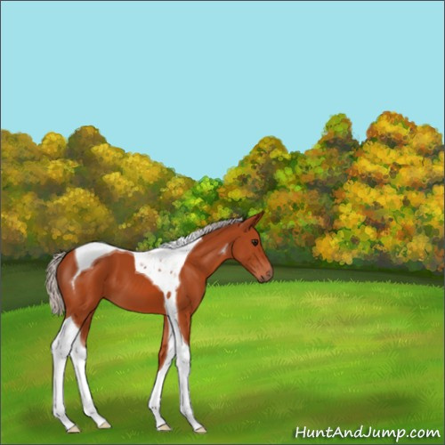 Horse Color:Silver Bay Tobiano 