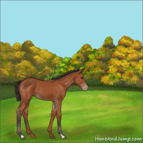 Horse Color:Bay Appaloosa 
