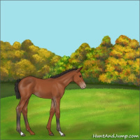 Horse Color:Bay Appaloosa