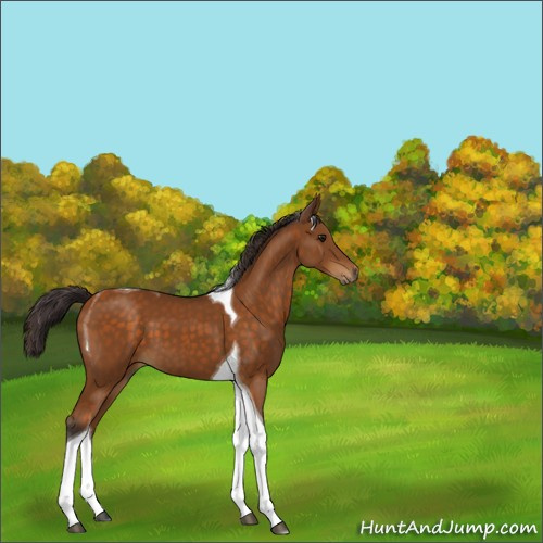Horse Color:Buckskin Tobiano 