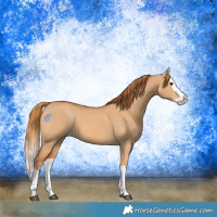 Horse Color:Red Dun Splash