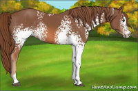 Horse Color:White Spotted Chestnut Sabino 