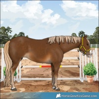 Horse Color:Chocolate Palomino Splash 