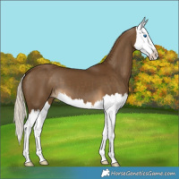 Horse Color:Chocolate Palomino Splash 