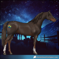 Horse Color:Liver Chestnut Tobiano