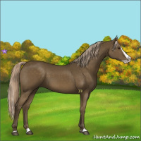 Horse Color:Chocolate Palomino Splash 