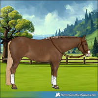 Horse Color:Chocolate Palomino Splash 