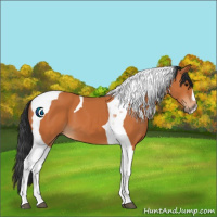 Horse Color:Bay Tobiano 