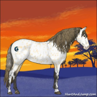 Horse Color:Buckskin Appaloosa 