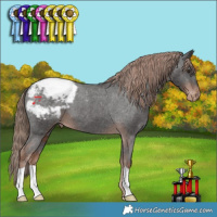 Horse Color:Liver Chestnut Appaloosa