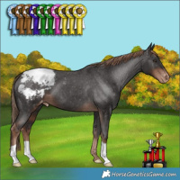 Horse Color:Liver Chestnut Appaloosa 