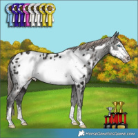 Horse Color:Liver Chestnut Frame Appaloosa