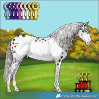 Horse Color:Liver Chestnut Frame Appaloosa
