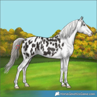 Horse Color:Liver Chestnut Appaloosa 