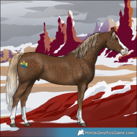 Horse Color:Chocolate Palomino Splash 