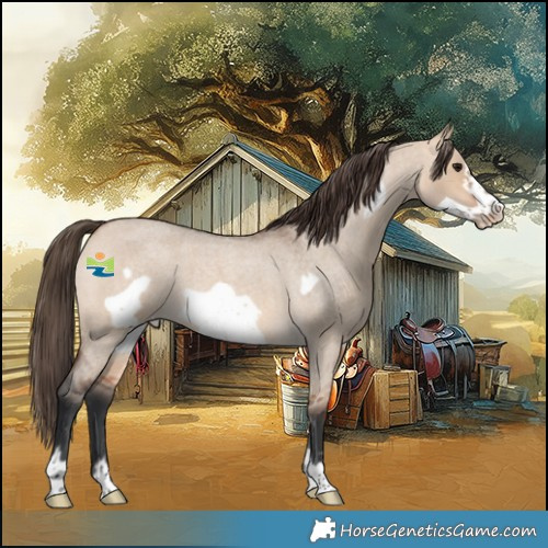 Horse Color:Bay Roan Dun Frame Appaloosa 