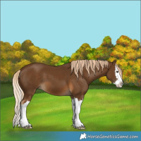 Horse Color:Chocolate Palomino Splash