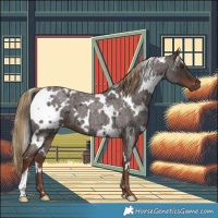 Horse Color:White Spotted Liver Red Roan 