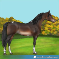 Horse Color:Brown Tobiano Rabicano 