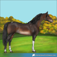 Horse Color:Brown Tobiano Rabicano 