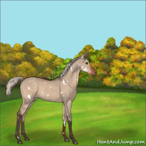 Horse Color:White Spotted Silver Brown Dun 
